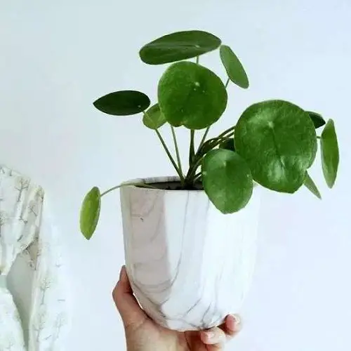 Amazing Cute Small Indoor Plants