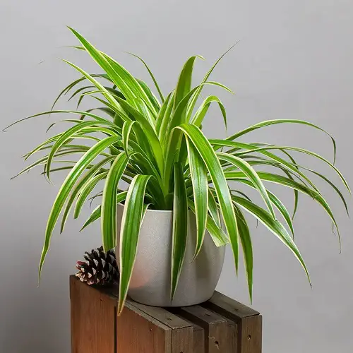 Amazing Stunning Tiny Indoor Plants