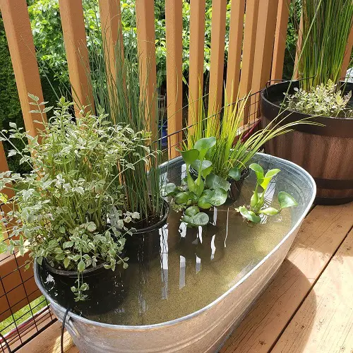 Container Water Garden in balcony 