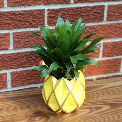 Amazing Beautiful Tiny Indoor Plants