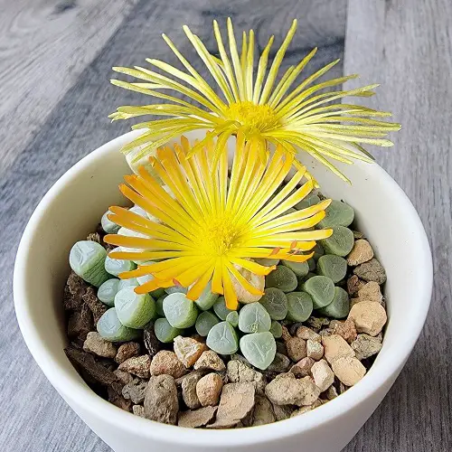 beautiful small indoor plants