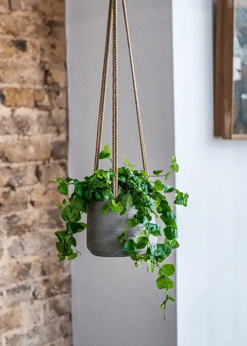 best top Adorable little houseplants