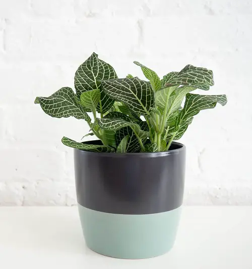 top Small Indoor Plants