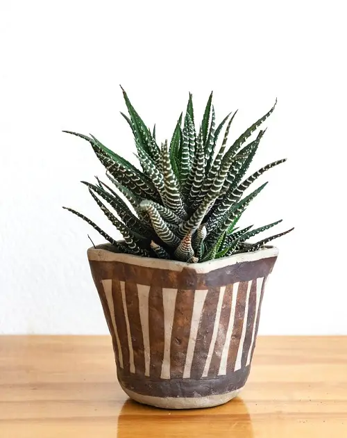 cute little houseplants