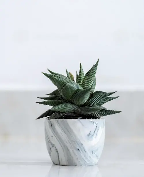 Beautiful small Indoor Plants