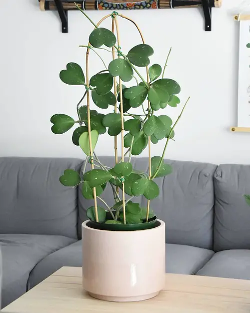Amazing Adorable little houseplants