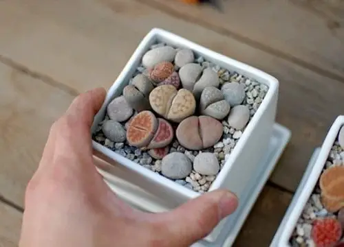 small indoor plants 
