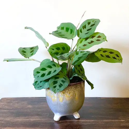 best Stunning Tiny Indoor Plants