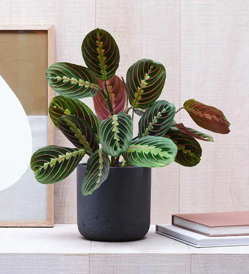 Adorable little houseplants