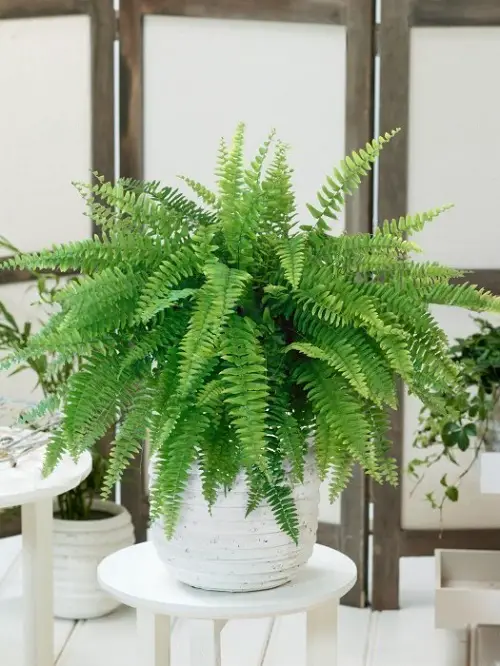 Wonderful Tiny Plants for Indoors