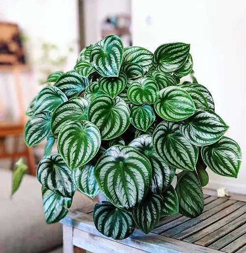 best Adorable tiny indoor plants