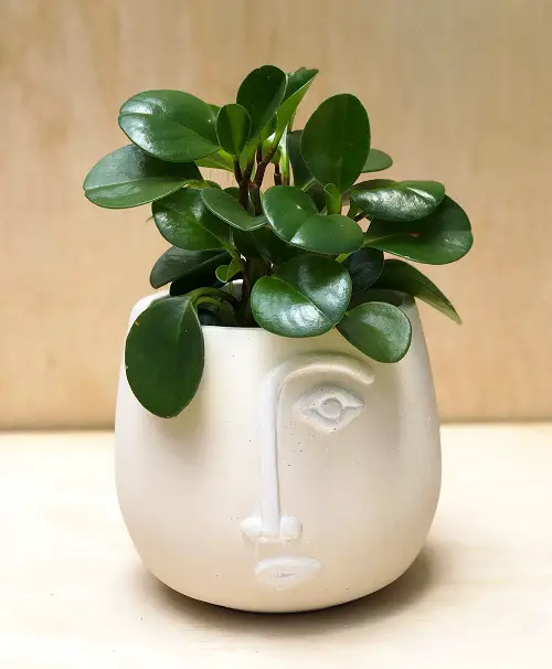 best Adorable little houseplants