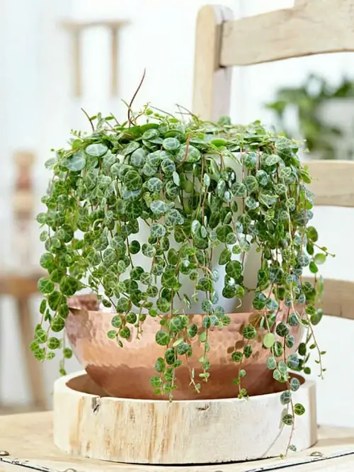 Beautiful Tiny Indoor Plants