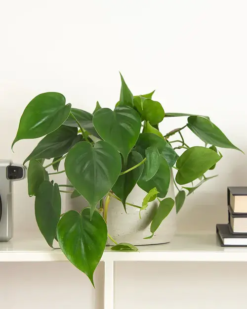 Stunning small indoor plants 