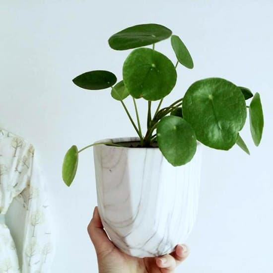 10 Cute Small Indoor Plants | Small Houseplants | Balcony Garden Web