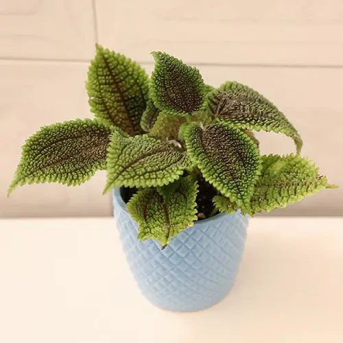best Beautiful Tiny Indoor Plants