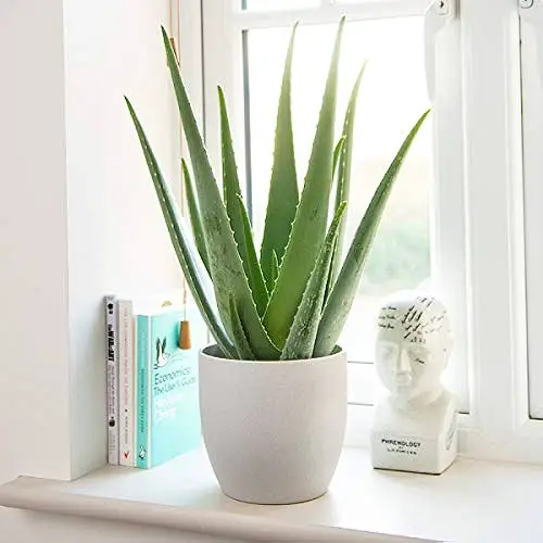 re-pot aloe plants 