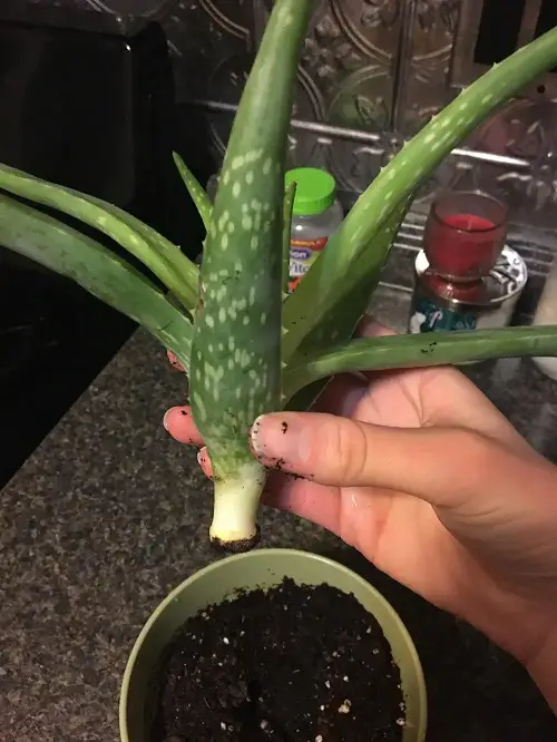 Plants includes Become Good Rooting Hormone