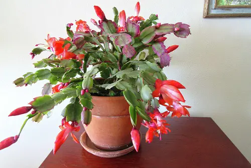 Gorgeous Tiny Indoor Plants