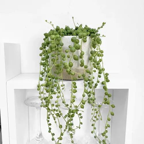 top Adorable little houseplants