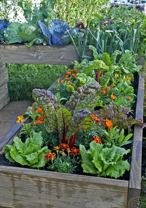 vegetables growing in raised garden bed