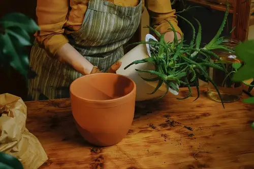 Remove the Plant from its Current Pot