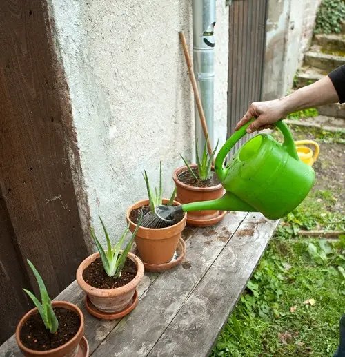 Water the Aloe Plant