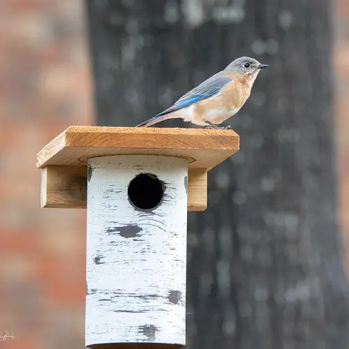 PVC Pipe Birdhouse