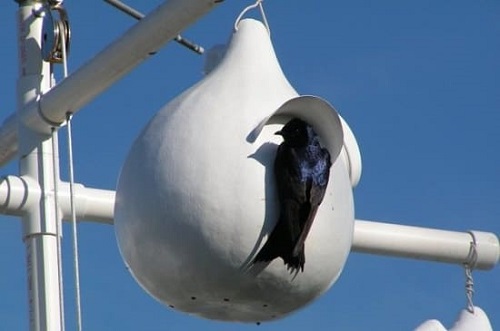 Purple Martin Birdhouse
