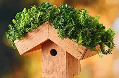 Birdhouse Ideas With Plans 3