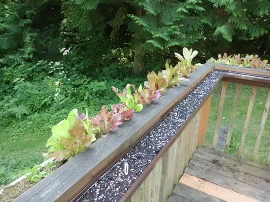13 Vertical DIY Rain Gutter Garden Ideas For Small Spaces | Balcony