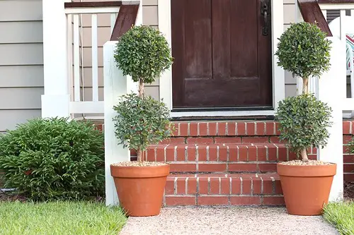 Appealing DIY Container Topiary