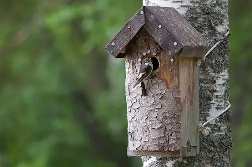 DIY Tree Projects For The Birdhouse on a Tree