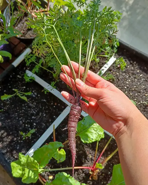 Root Vegetables For Containers 6