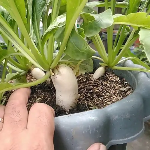 top Herbs and Root Vegetables for Containers 2