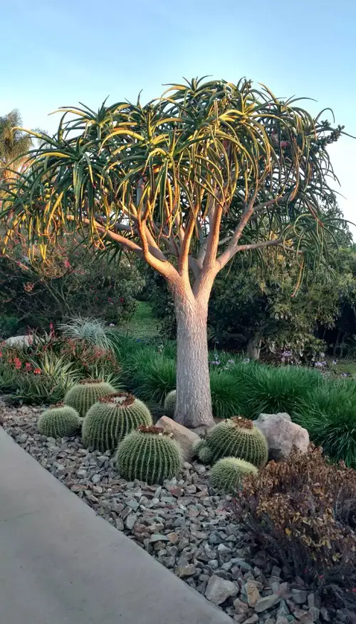 DIY Tree Projects For The Grow Some Cacti Below It