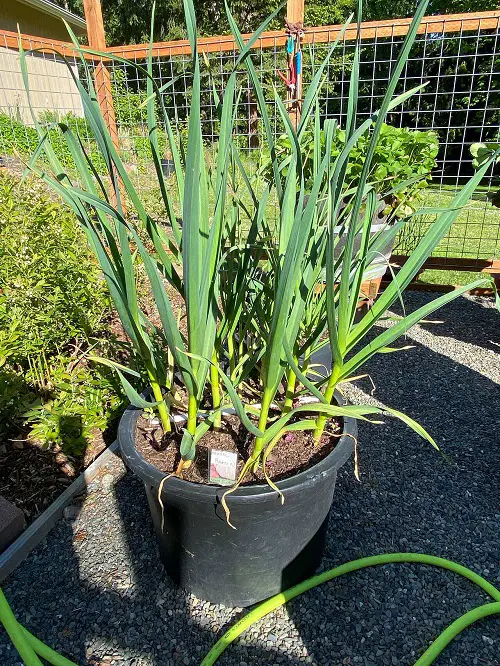 best Herbs and Root Vegetables for Containers