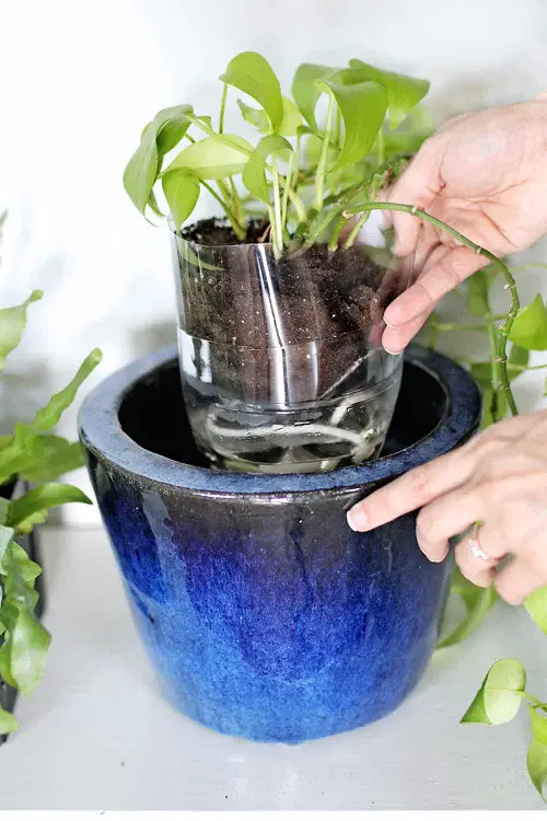 Use Self-Watering Containers
