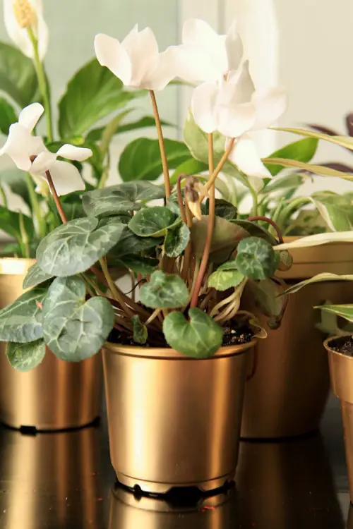 Sexy Gold Painted Pots