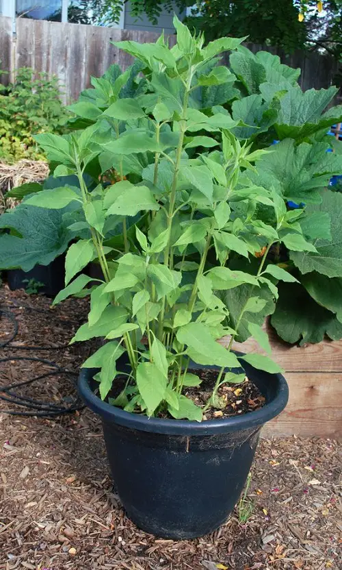 Herbs and Root Vegetables for Containers 3