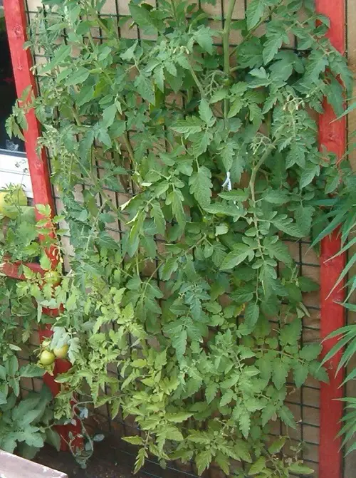 Urban Vegetable Garden