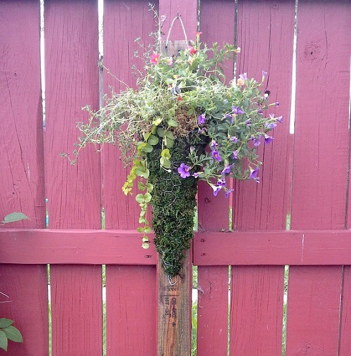 Vertical Chicken Wire Planter on Fence