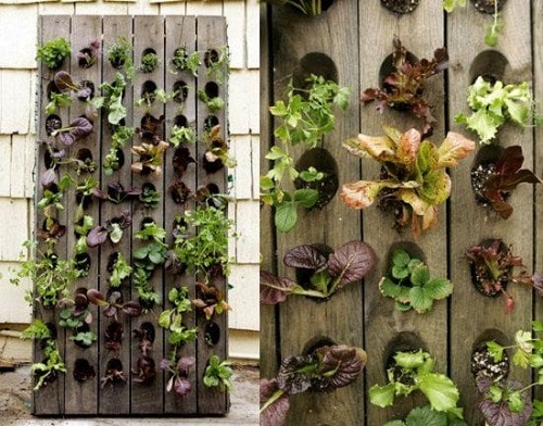 Vertical Salad Garden