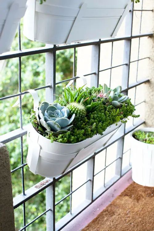 Grow Plants that Survive Drought