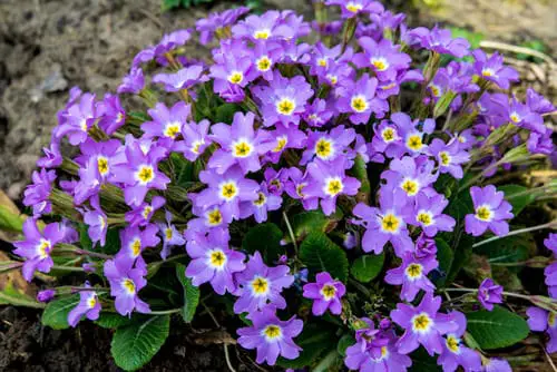 Most Fragrant Flowers According to Gardeners