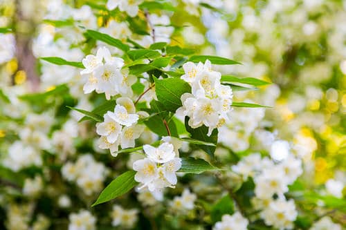 Most fragrant flowers chosen by gardeners.10