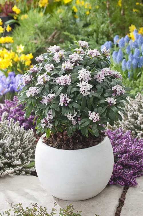 Most Fragrant Flowers According to Gardeners 7