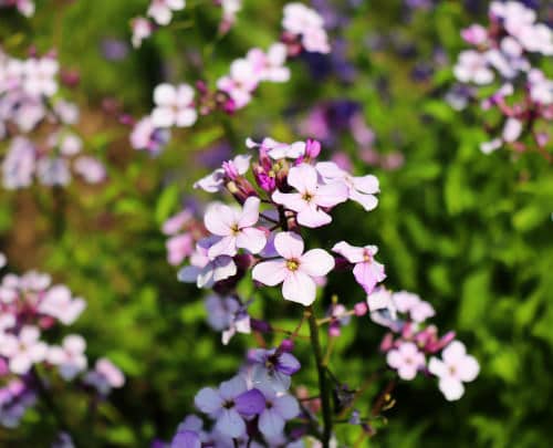 Most fragrant flowers chosen by gardeners. 14