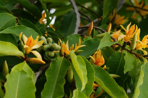 Most Fragrant Flowers According to Gardeners 8