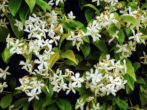 Most fragrant flowers chosen by gardeners. 22
